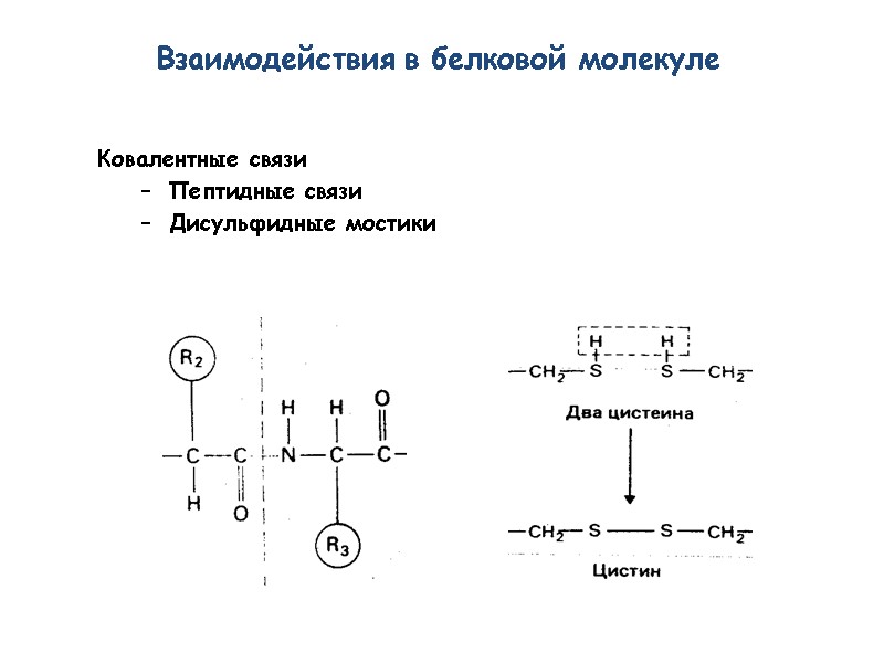 Ковалентные связи Пептидные связи Дисульфидные мостики Взаимодействия в белковой молекуле